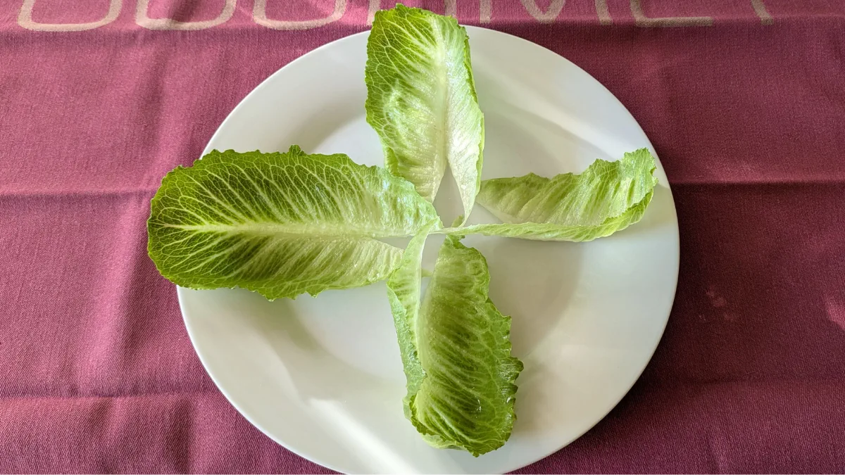 Romanasalat als Vorspeise